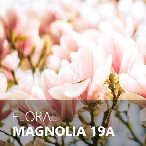 MAGNOLIA / 마그놀리아 19A
