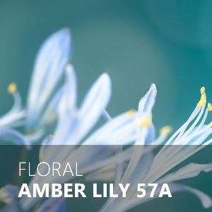 AMBER LILY / 앰버릴리 57A