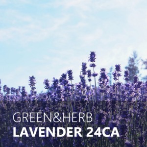 LAVENDER / 라벤더 24CA