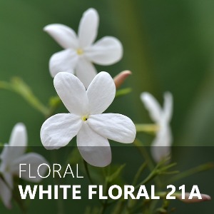 WHITE FLORAL / 화이트플로랄 21A
