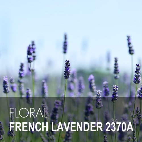 FRENCH LAVENDER / 프렌치 라벤더 2370A