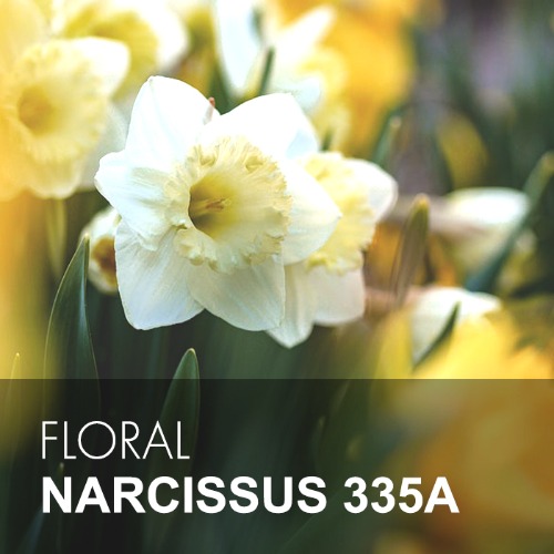 NARCISSUS / 수선화 335A