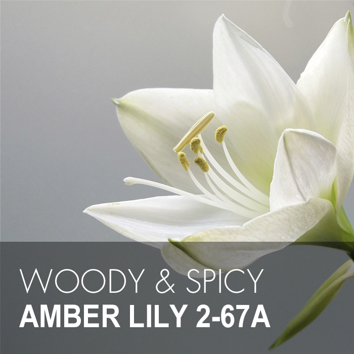 AMBER LILY 2 / 앰버릴리 2 67A
