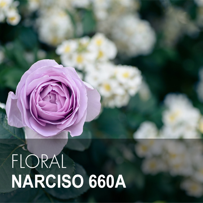 NARCISO / 나르시소 660A