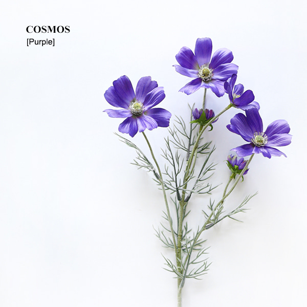 코스모스(대) [퍼플 Purple]